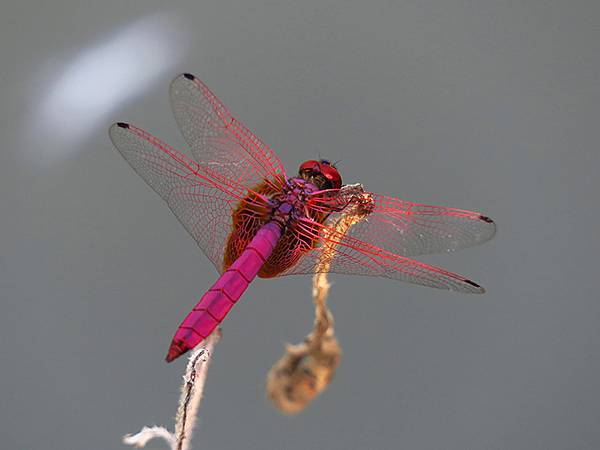 Dragonfly a15.JPG