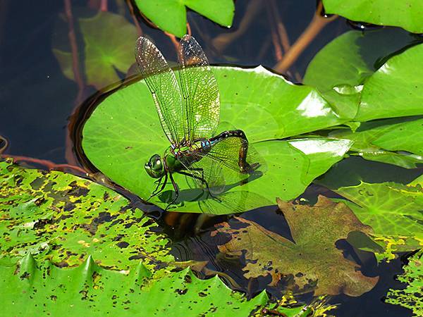 Dragonfly a21.JPG