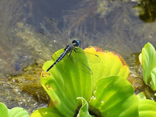 Dragonfly a26.JPG