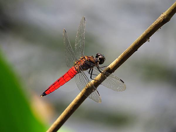 Dragonfly a24.JPG