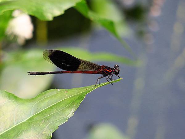 Dragonfly a30.JPG