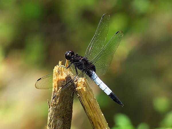 Dragonfly d5.JPG