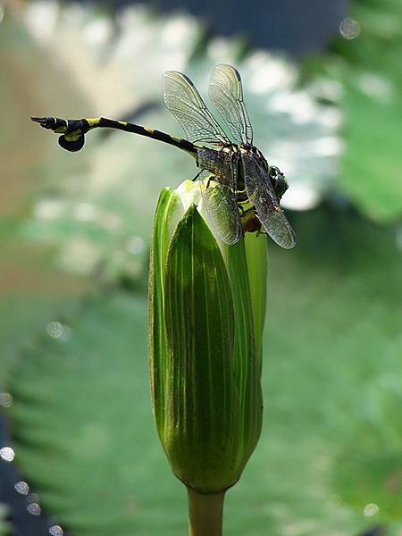 Dragonfly d10.JPG