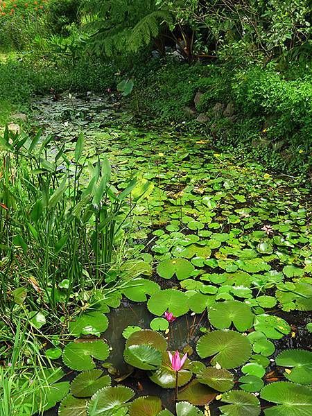 Dragonfly e3.JPG Dragonfly e3.JPG