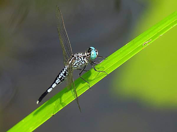 Dragonfly e1.JPG Dragonfly e1.JPG