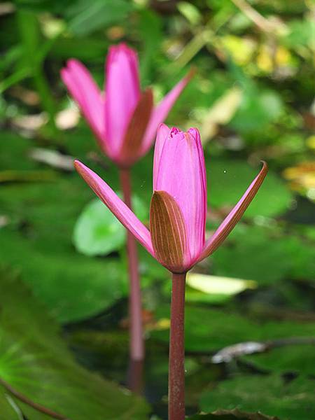 Dragonfly e5.JPG Dragonfly e5.JPG