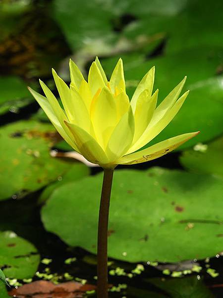 Dragonfly e7.JPG Dragonfly e7.JPG