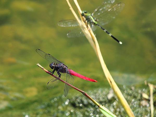 Dragonfly e9.JPG Dragonfly e9.JPG