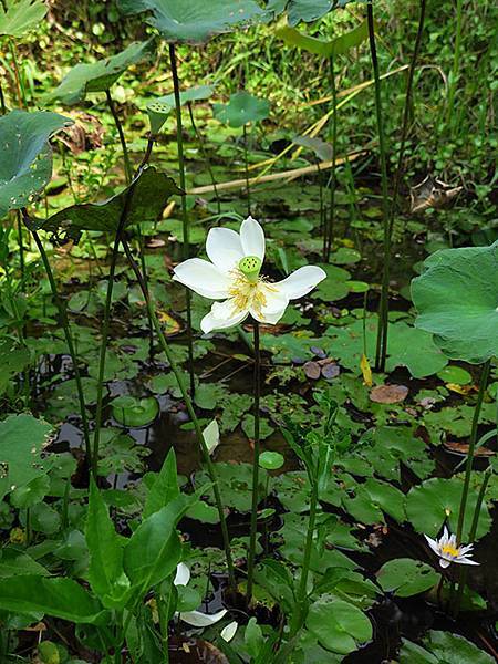 Dragonfly e8.JPG Dragonfly e8.JPG