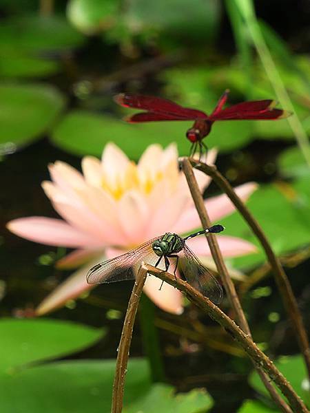 Dragonfly e10.JPG Dragonfly e10.JPG