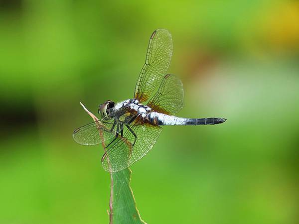 Dragonfly e11.JPG Dragonfly e11.JPG
