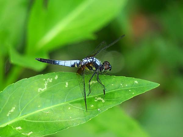 Dragonfly e12.JPG Dragonfly e12.JPG