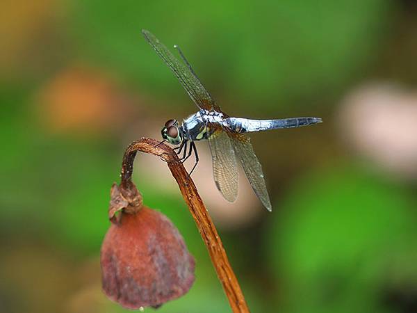Dragonfly e13.JPG Dragonfly e13.JPG