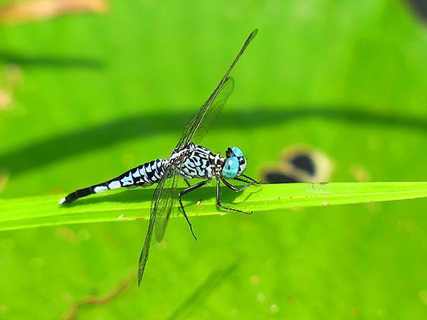 Dragonfly e14.JPG Dragonfly e14.JPG