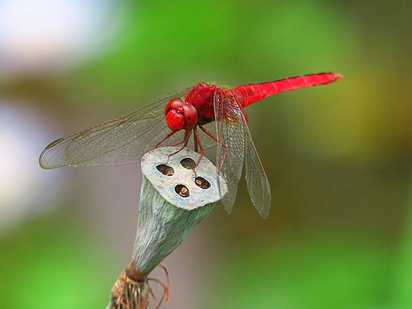 Dragonfly e19.JPG Dragonfly e19.JPG