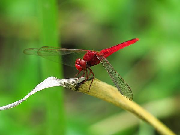 Dragonfly e18.JPG Dragonfly e18.JPG