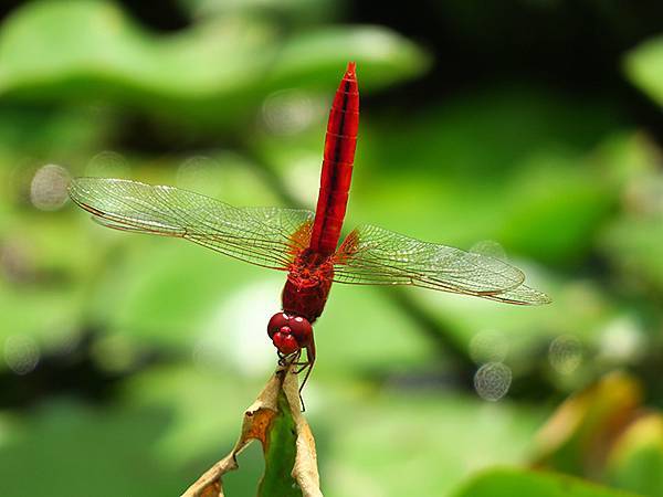 Dragonfly e17.JPG Dragonfly e17.JPG