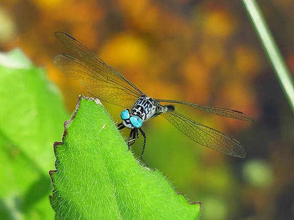 Dragonfly e15.JPG Dragonfly e15.JPG