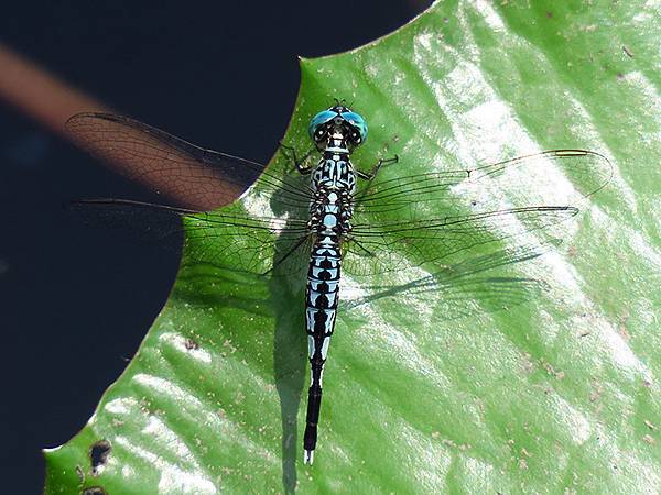 Dragonfly e16.JPG Dragonfly e16.JPG