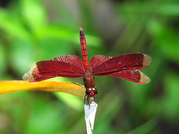 Dragonfly e20.JPG Dragonfly e20.JPG