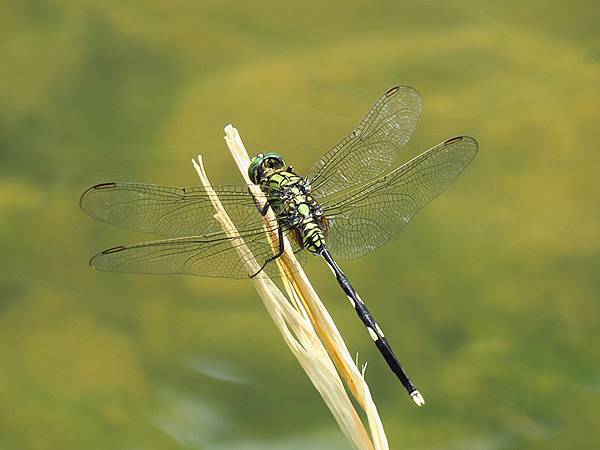 Dragonfly e23.JPG Dragonfly e23.JPG