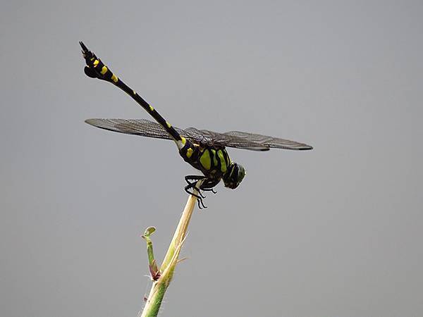 Dragonfly e24.JPG Dragonfly e24.JPG