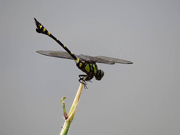 Dragonfly e24.JPG