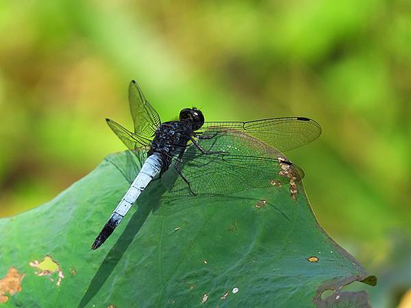 Dragonfly e21.JPG Dragonfly e21.JPG