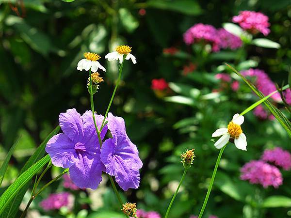 Dragonfly e27.JPG Dragonfly e27.JPG