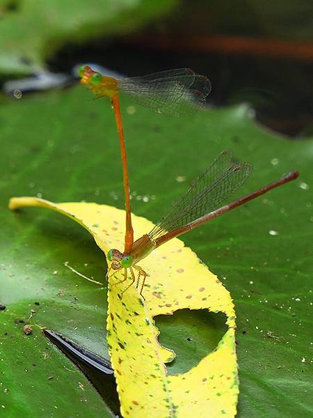 Dragonfly e26.JPG Dragonfly e26.JPG