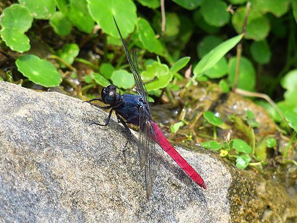 Dragonfly e22.JPG Dragonfly e22.JPG