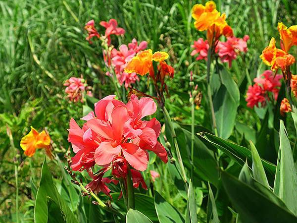 Dragonfly e28.JPG Dragonfly e28.JPG