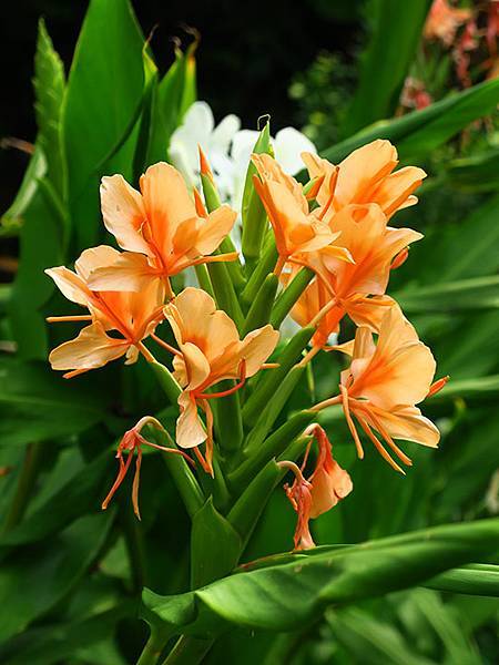 Dragonfly e32.JPG Dragonfly e32.JPG