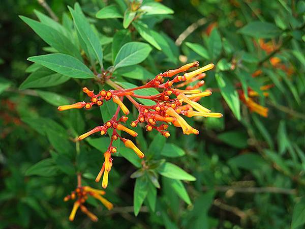 Dragonfly e30.JPG Dragonfly e30.JPG