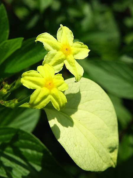 Dragonfly e29.JPG Dragonfly e29.JPG