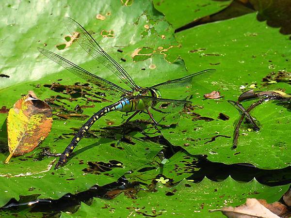 Dragonfly e25.JPG Dragonfly e25.JPG