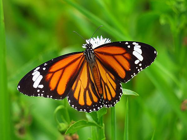 Dragonfly e33.JPG Dragonfly e33.JPG