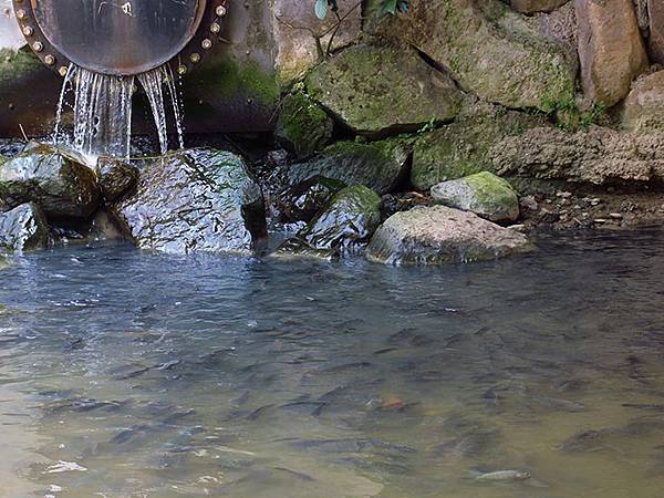 Dragonfly e38.JPG Dragonfly e38.JPG