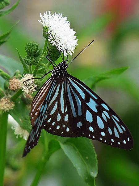 Dragonfly e35.JPG Dragonfly e35.JPG