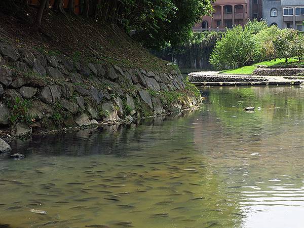 Dragonfly e37.JPG Dragonfly e37.JPG