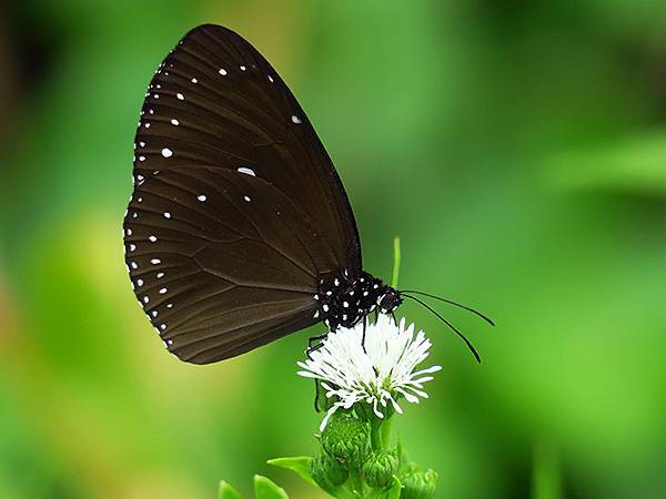 Dragonfly e34.JPG Dragonfly e34.JPG