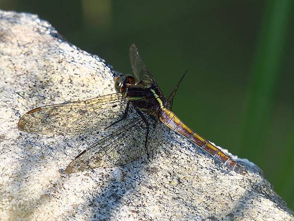 Dragonfly f31.JPG