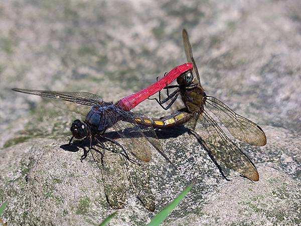 Dragonfly g7.JPG Dragonfly g7.JPG