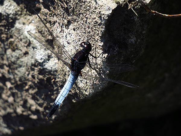 Dragonfly g11.JPG Dragonfly g11.JPG