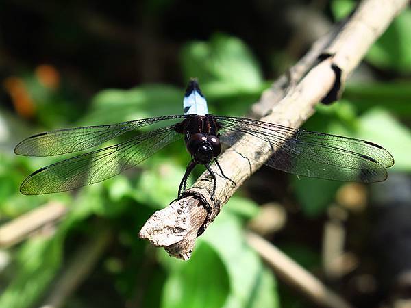 Dragonfly g12.JPG Dragonfly g12.JPG