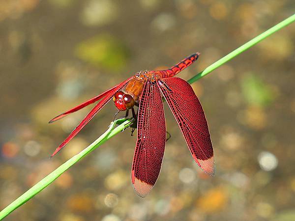 Dragonfly g17.JPG Dragonfly g17.JPG