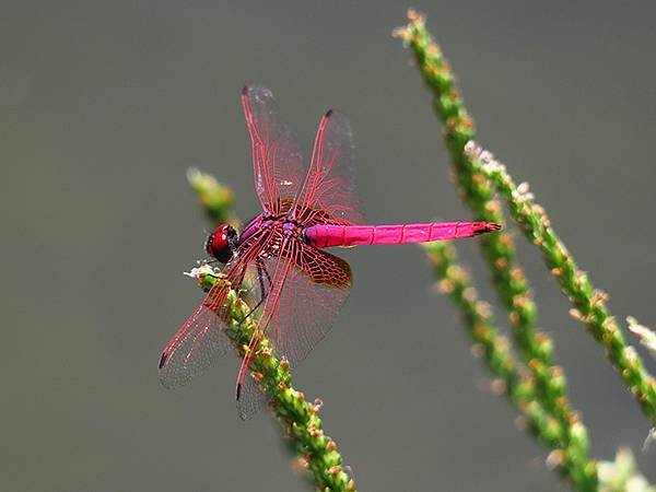 Dragonfly g18.JPG Dragonfly g18.JPG