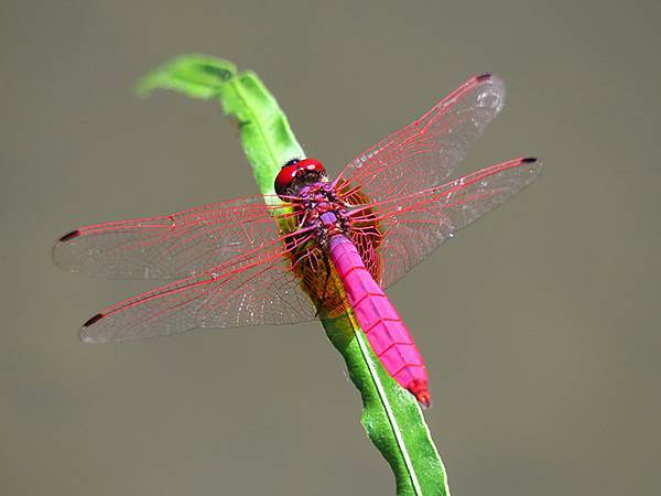 Dragonfly g19.JPG Dragonfly g19.JPG