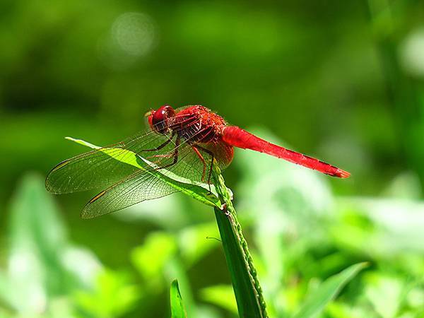 Dragonfly g20.JPG Dragonfly g20.JPG