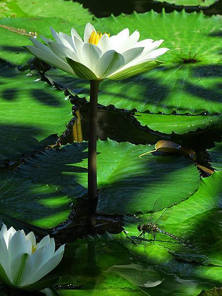 Dragonfly g26.JPG Dragonfly g26.JPG